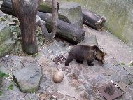 Chateaux Cesky Krumlov bear